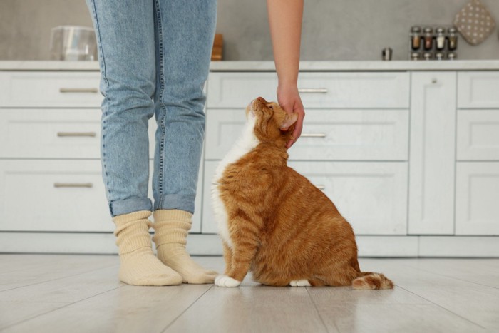 飼い主の足元に座って見上げる猫
