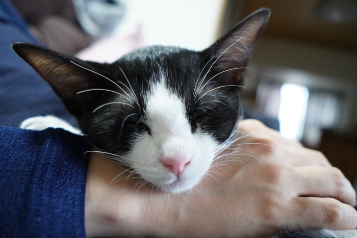 飼い主さんの手にあご乗せする猫