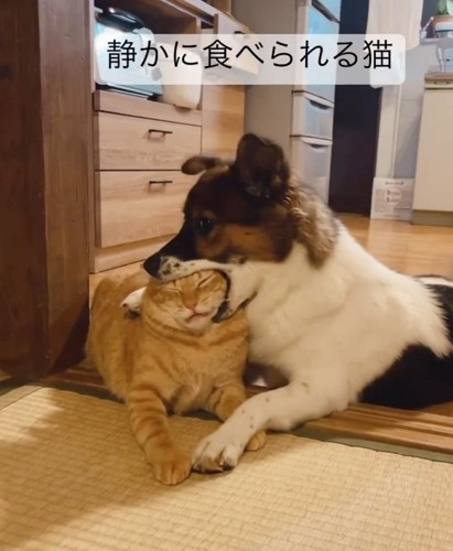 猫の頭をくわえる犬