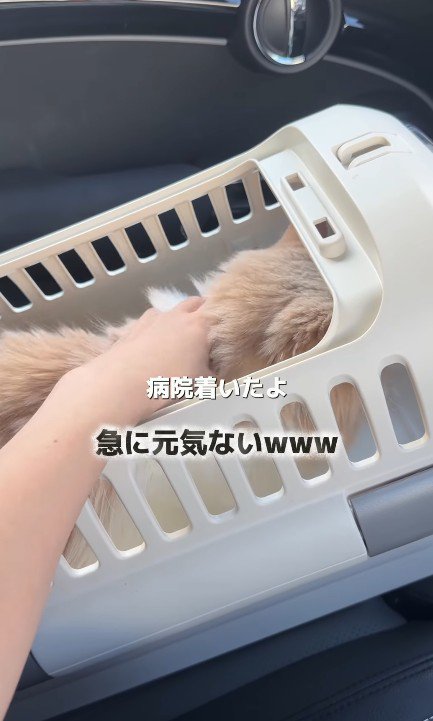 キャリーケースの中の猫