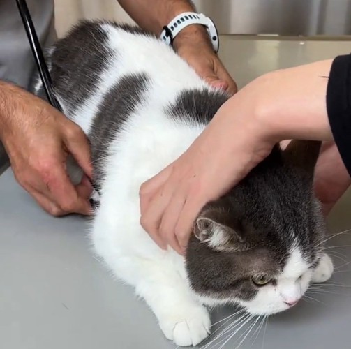 牛柄の猫