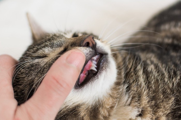 猫の歯茎チェック