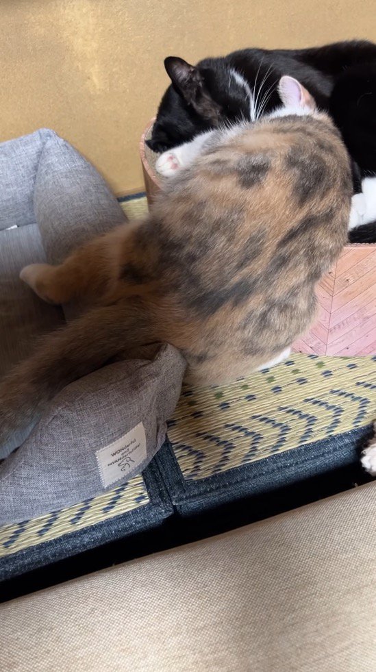 ベッドから落ちそうな体勢で眠っている三毛猫