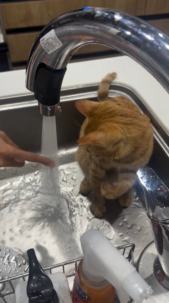 シンクの中に座る猫