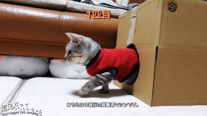 箱から出てくる猫