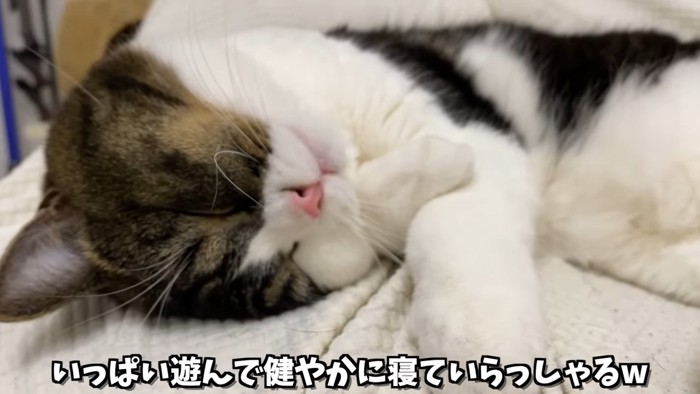 眠る猫