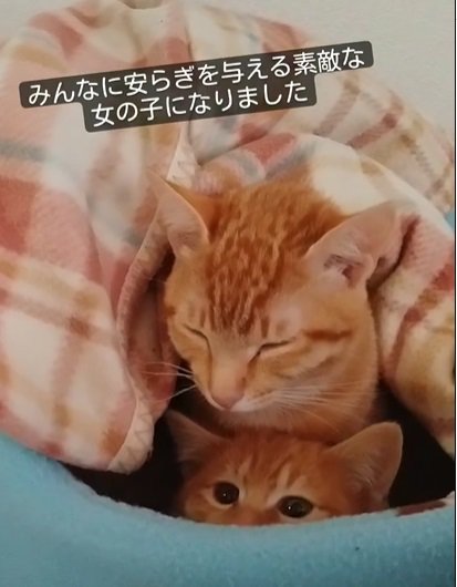 2匹の茶トラ猫。上の猫が目を瞑っている