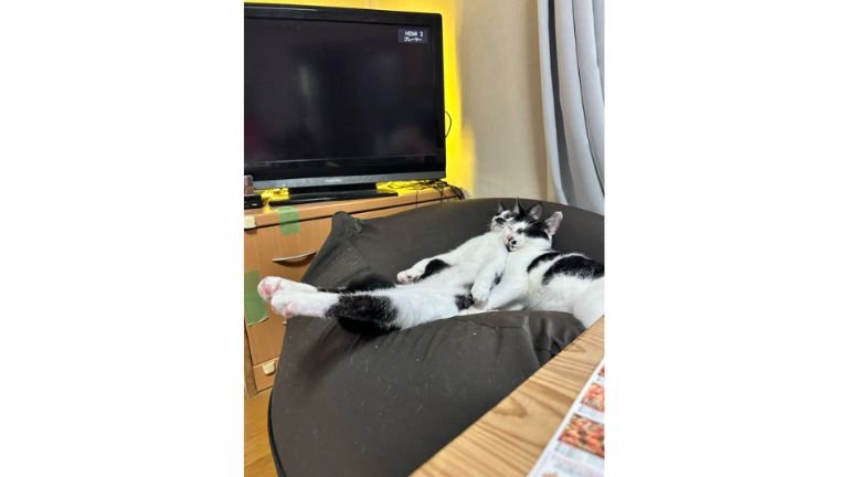 クッションで寝ている猫たち