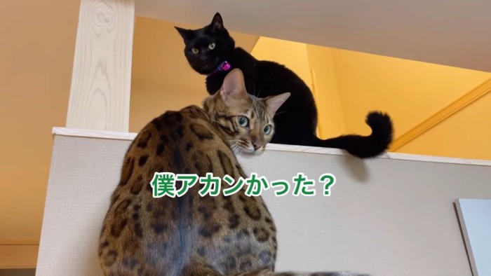 おすわりする2匹の猫