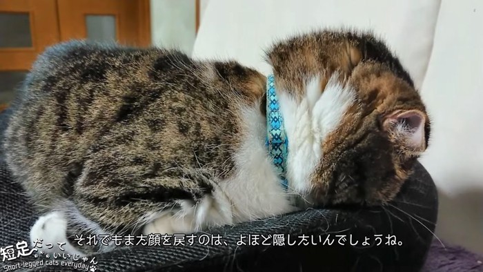 前足を体の下に入れて寝る猫