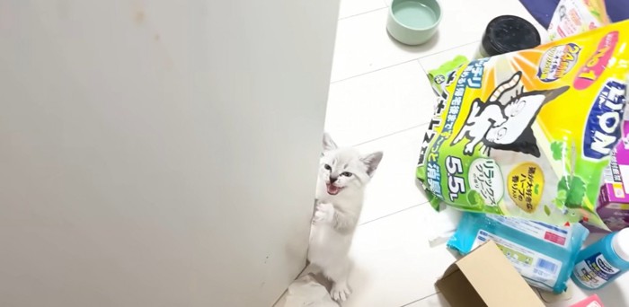 扉の横に立っている子猫