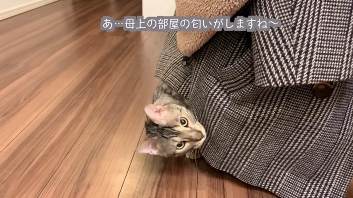 服の下から顔を出す猫