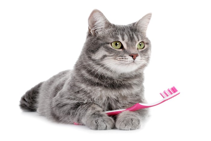 歯ブラシを抱えた猫