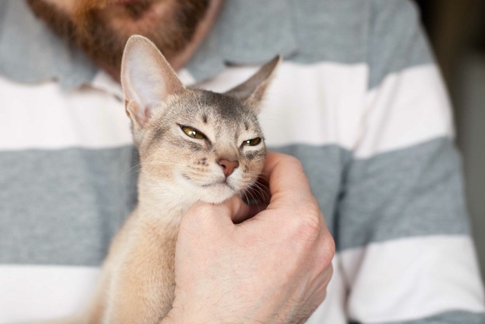 顎下を撫でられて甘える子猫