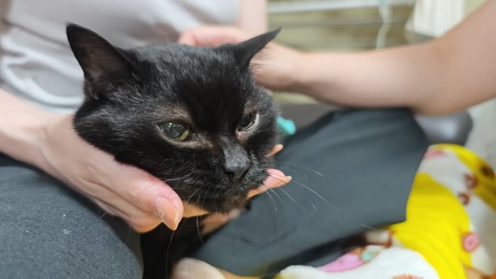 点滴中の猫