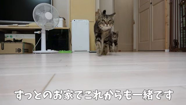 走って来る2匹の猫