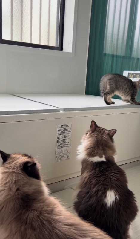 バスタブの蓋の上にいる子猫を見つめる2匹の猫の後ろ姿