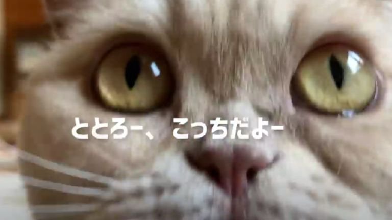 ドアップな猫の顔