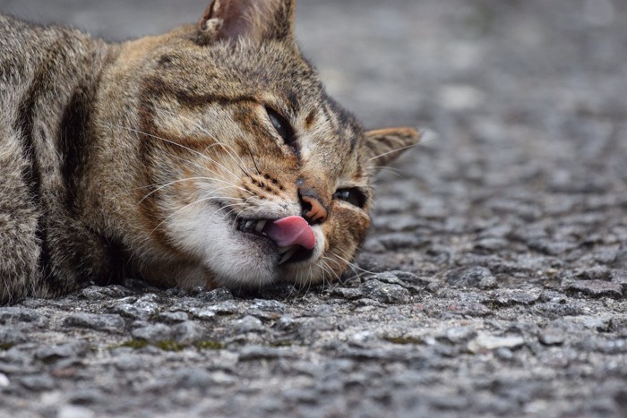 口を開けて寝転ぶ猫