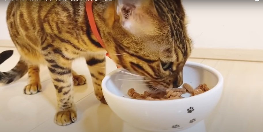 ごはんを食べる猫2