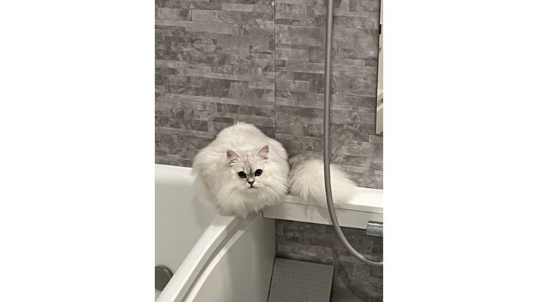 お風呂にいる猫