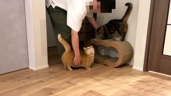 喜ぶ猫