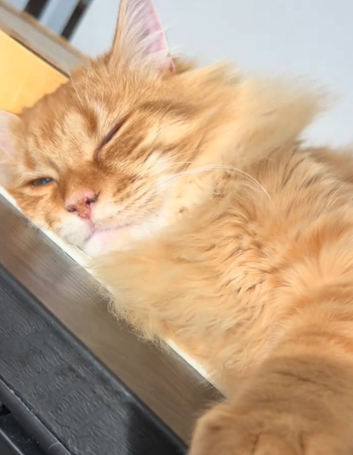 眠そうな猫
