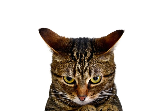 機嫌の悪そうな猫