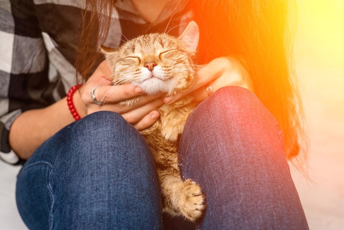 飼い主の膝の上で撫でられて嬉しそうな猫