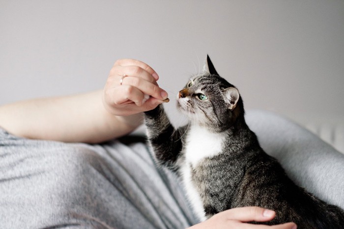 おやつに右手を伸ばす猫