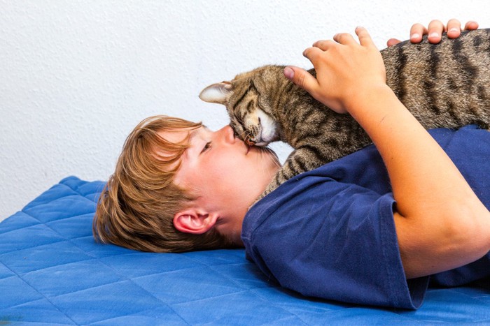 少年の上でスリスリする猫