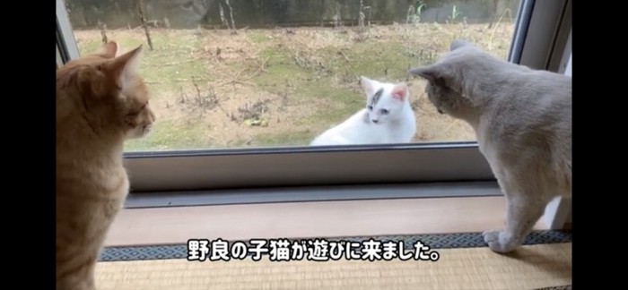 野良猫