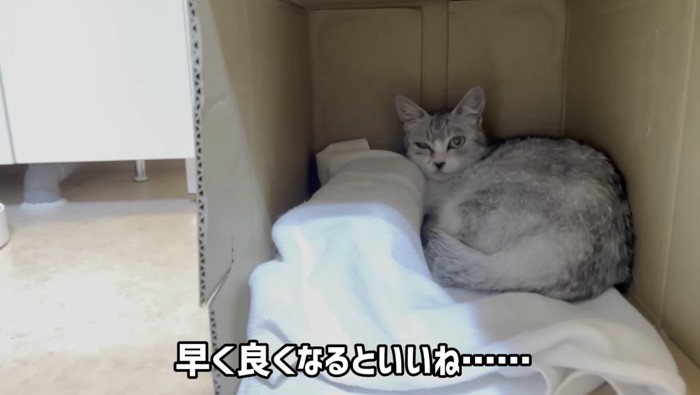 ハウスでくつろぐ猫