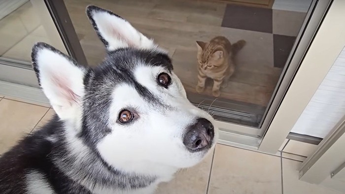 見上げるハスキー犬