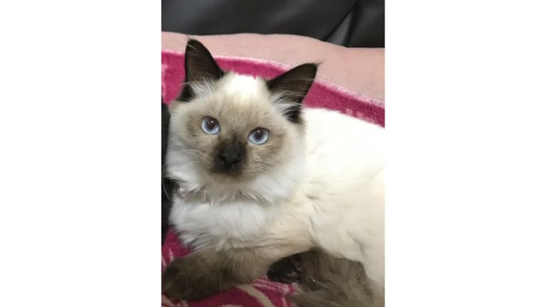 室内にいる猫