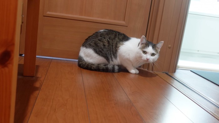 不安げな猫
