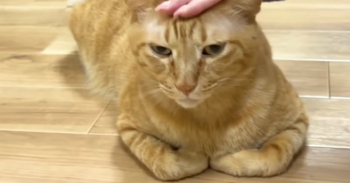 頭をなでられているまるとら