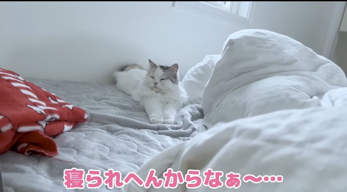 リラックスする猫