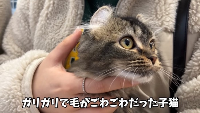 子猫の顔