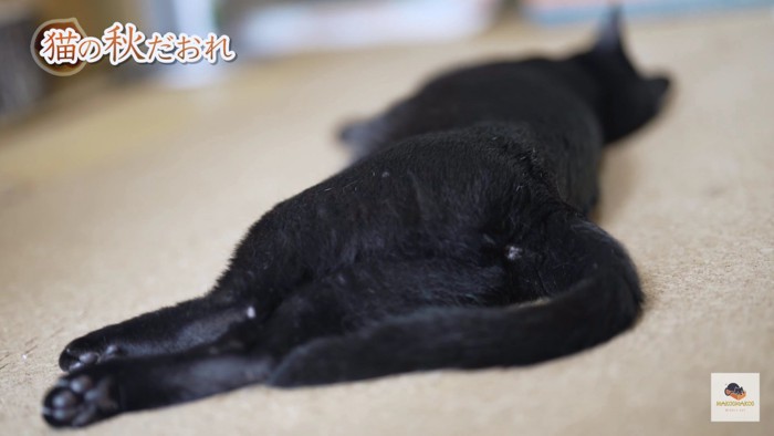 横たわる黒猫おしり側から