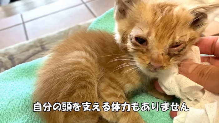 顔を拭かれる子猫