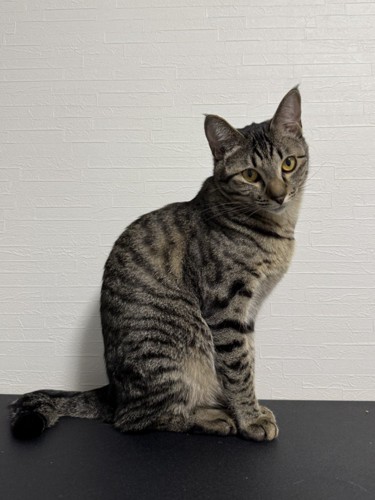 座って上目遣いをする猫