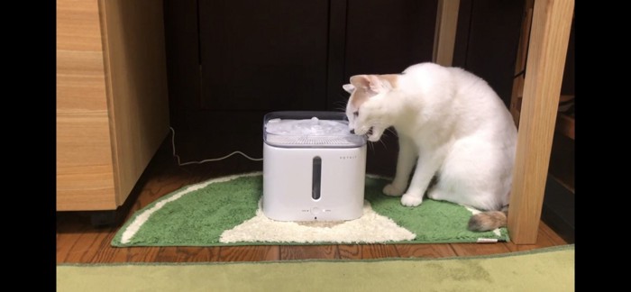 新しい給水器も縁をかじる