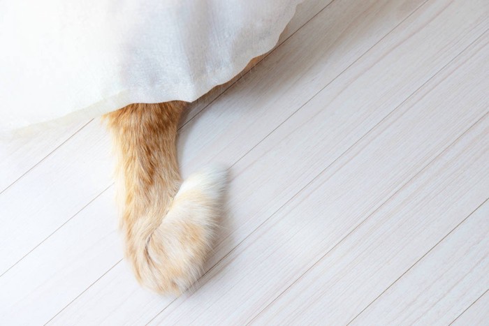 カーテンからしっぽを垂らす猫