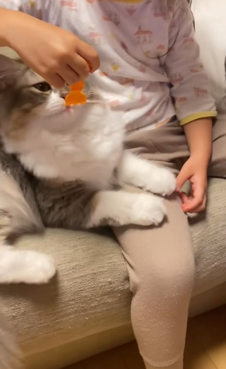女の子がおもちゃのフォークをスコティッシュフォールドの口元に持っていく