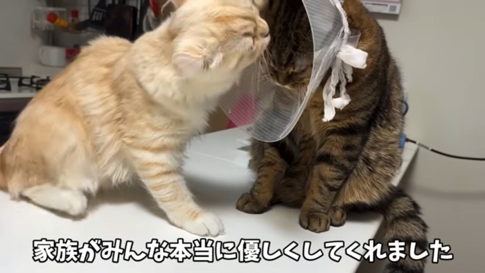 カラーの間からキスをする猫