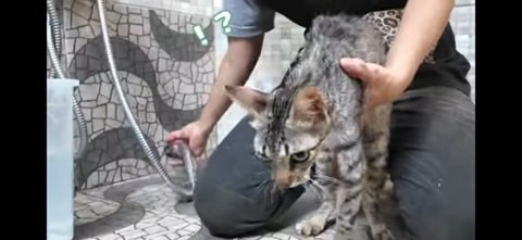 シャワーの音に驚く猫