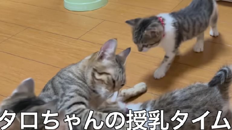 母猫と子猫