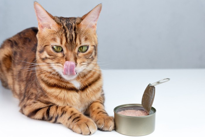 猫缶の前で舌を出す猫