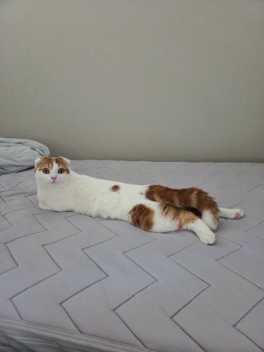 ベッドに伏せる胴体の長いレッド柄の猫